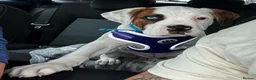 American Bully dogs for sale: Handsome boy  - Advert 16