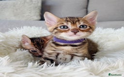 Toyger cats for sale: Full Pedigree Toyger Kittens Last Litter of 2025 - Image 9