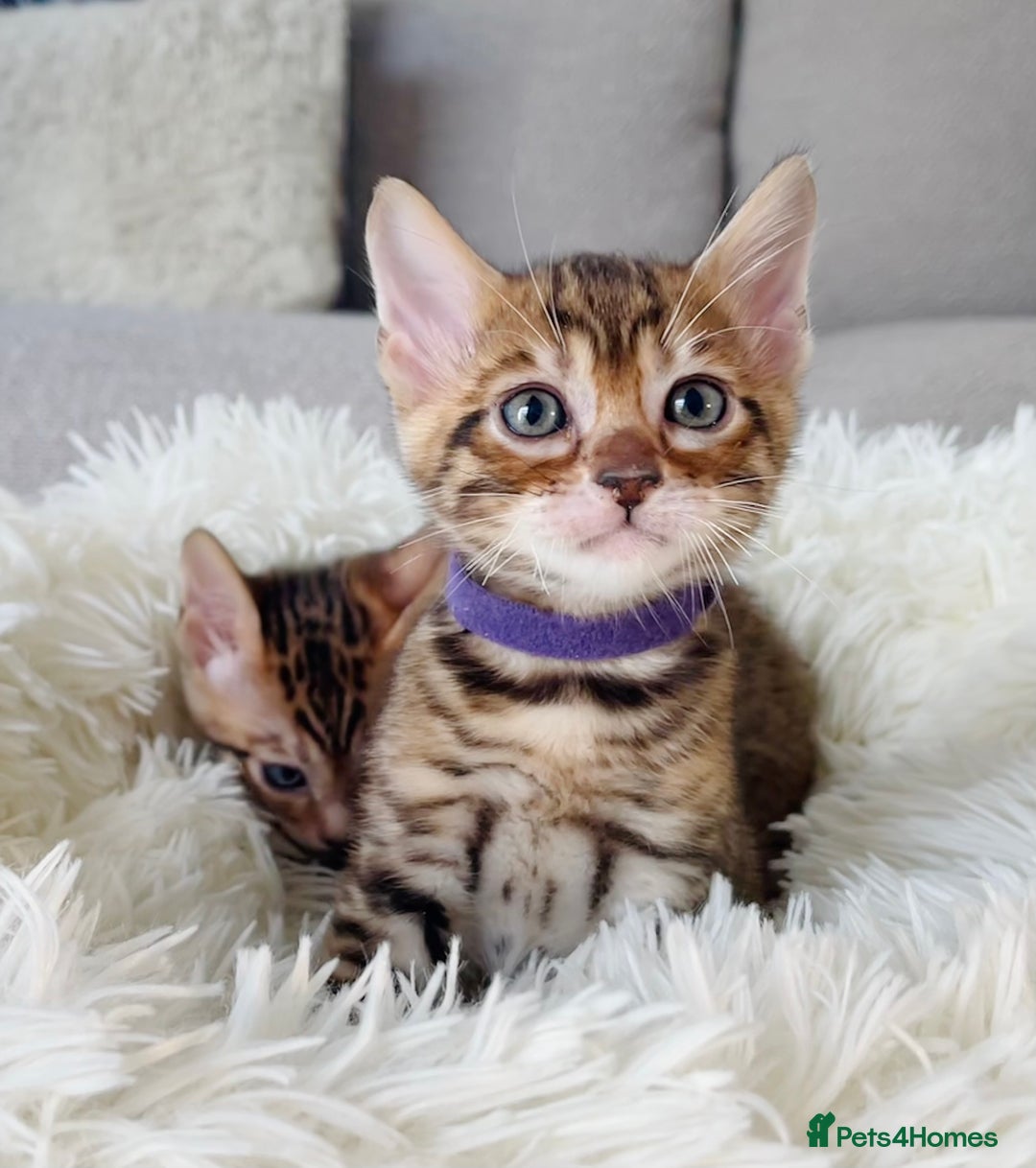 Toyger cats for sale: Full Pedigree Toyger Kittens Last Litter of 2025 - Image 9
