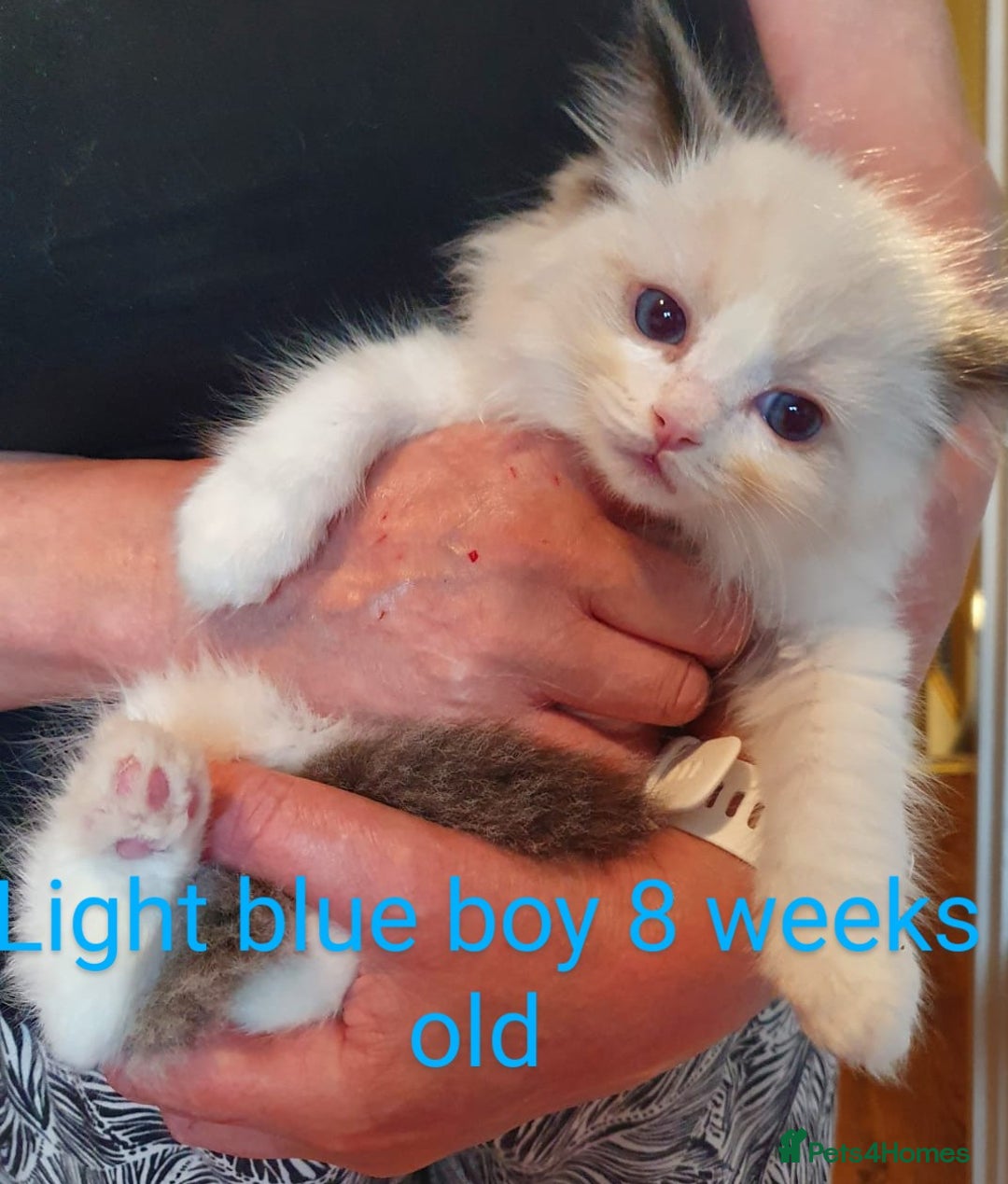 Ragdoll cats for sale: Ragdoll kittens GCCF registered ONE GIRL LEFT £995 - Advert 23