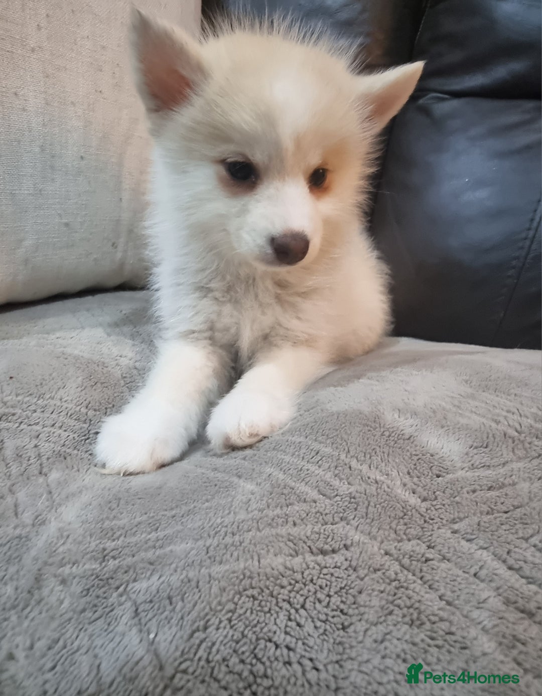 Pomsky dogs for stud: Stunning Proven F1 Wolf Grey Pomsky For Stud in Cambridge - Advert 7