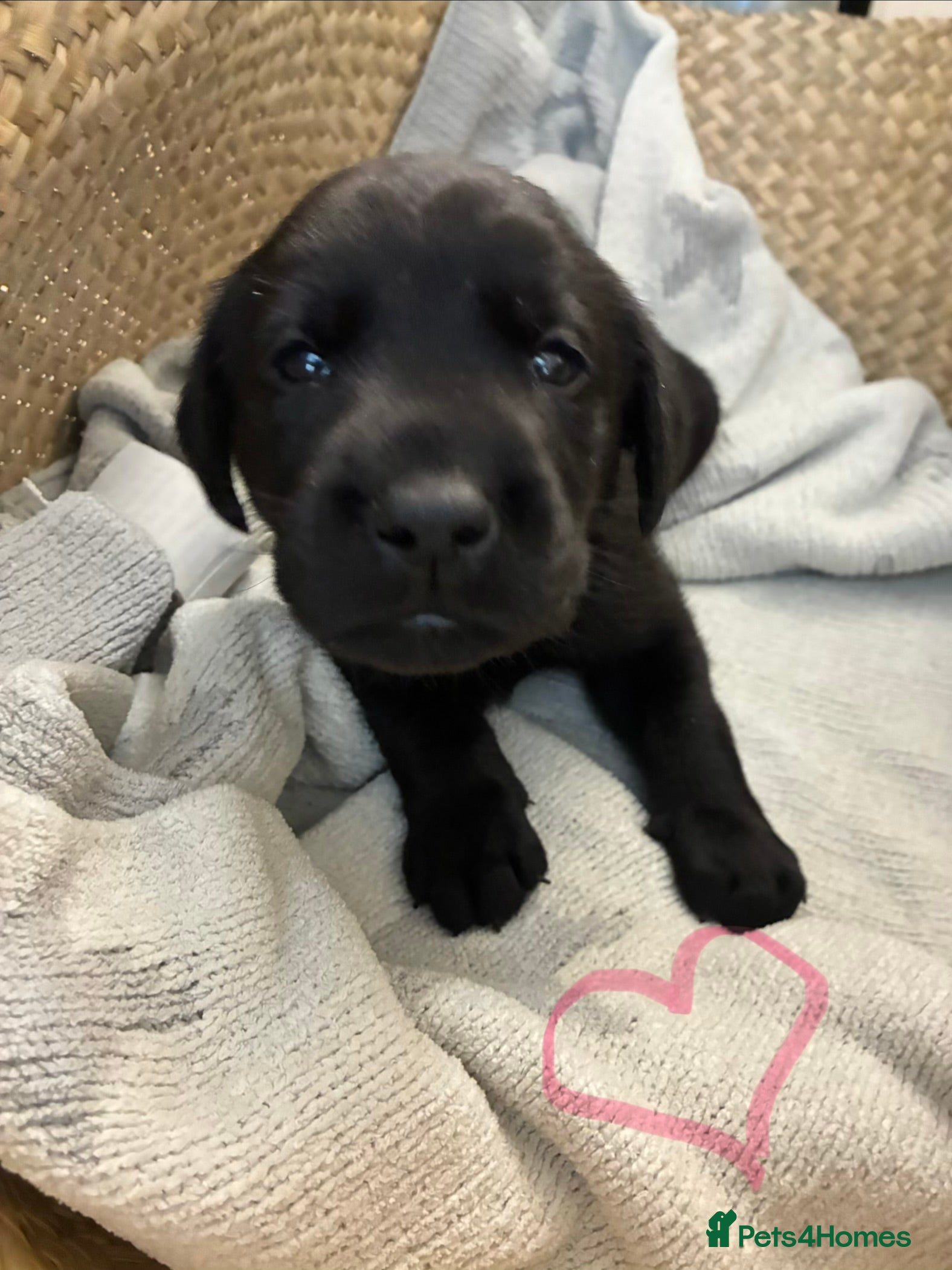 Labrador Retriever dogs Beautiful KC Black Labrador Puppies  - Advert 2