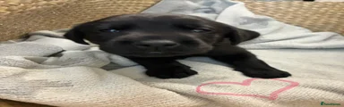 Labrador Retriever Puppy 9