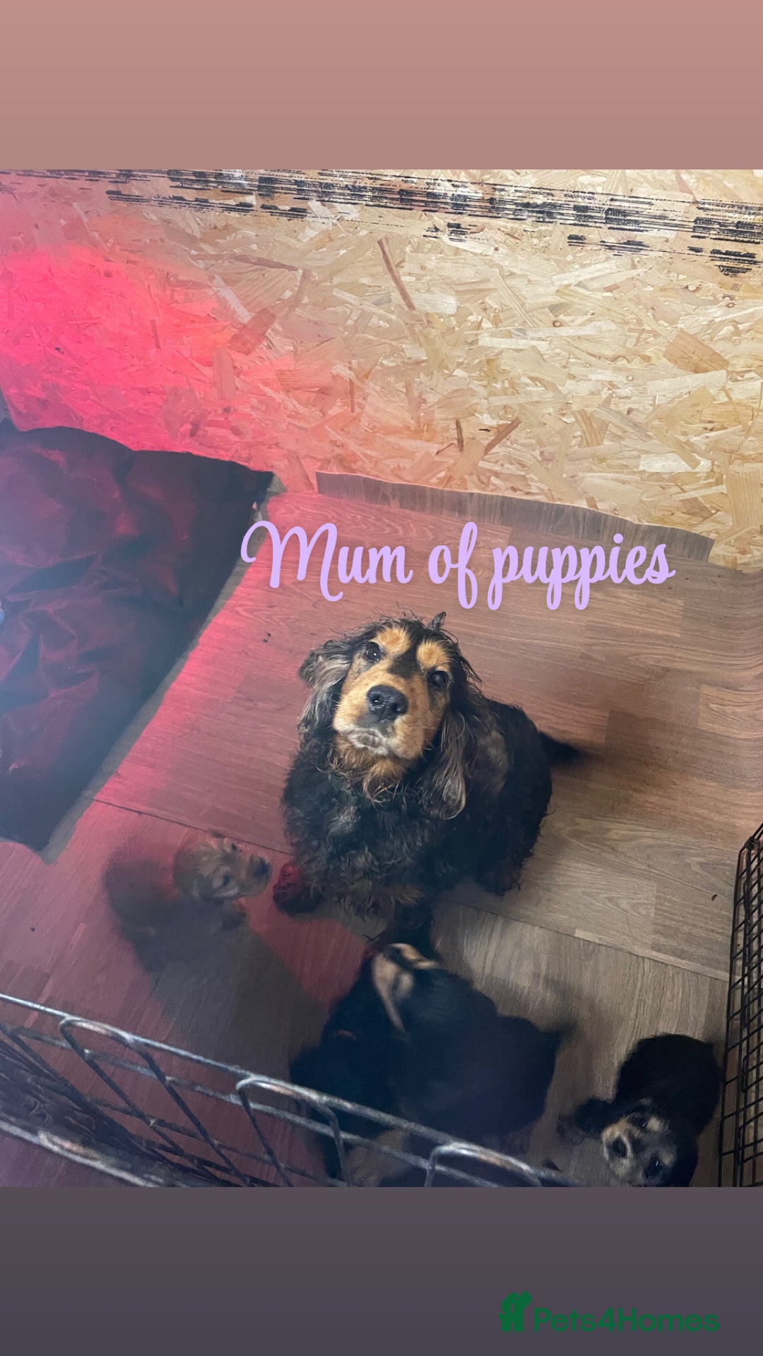 Cocker Spaniel dogs for sale: Cocker spaniel puppies  - Advert 5