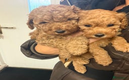 Miniature Poodle dogs for sale: Miniture poodles - READY TO LEAVE!!   - Image 22