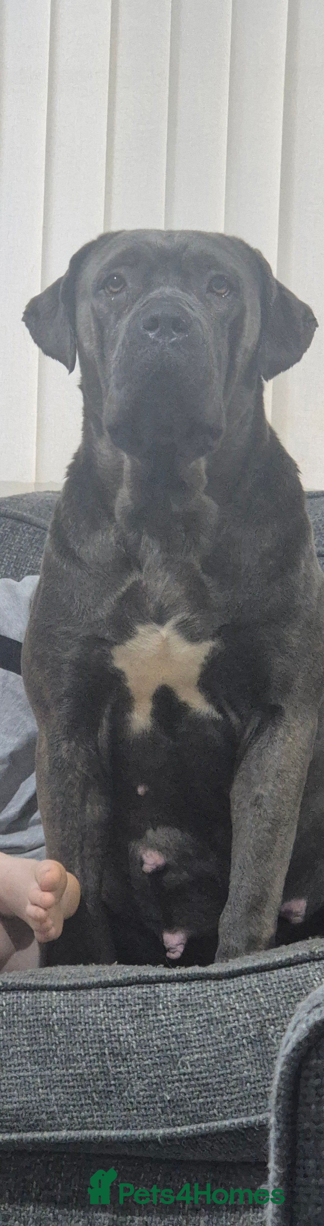 Mixed Breed dogs for sale: Outstanding Mastiff Puppies looking for homes  - Advert 1