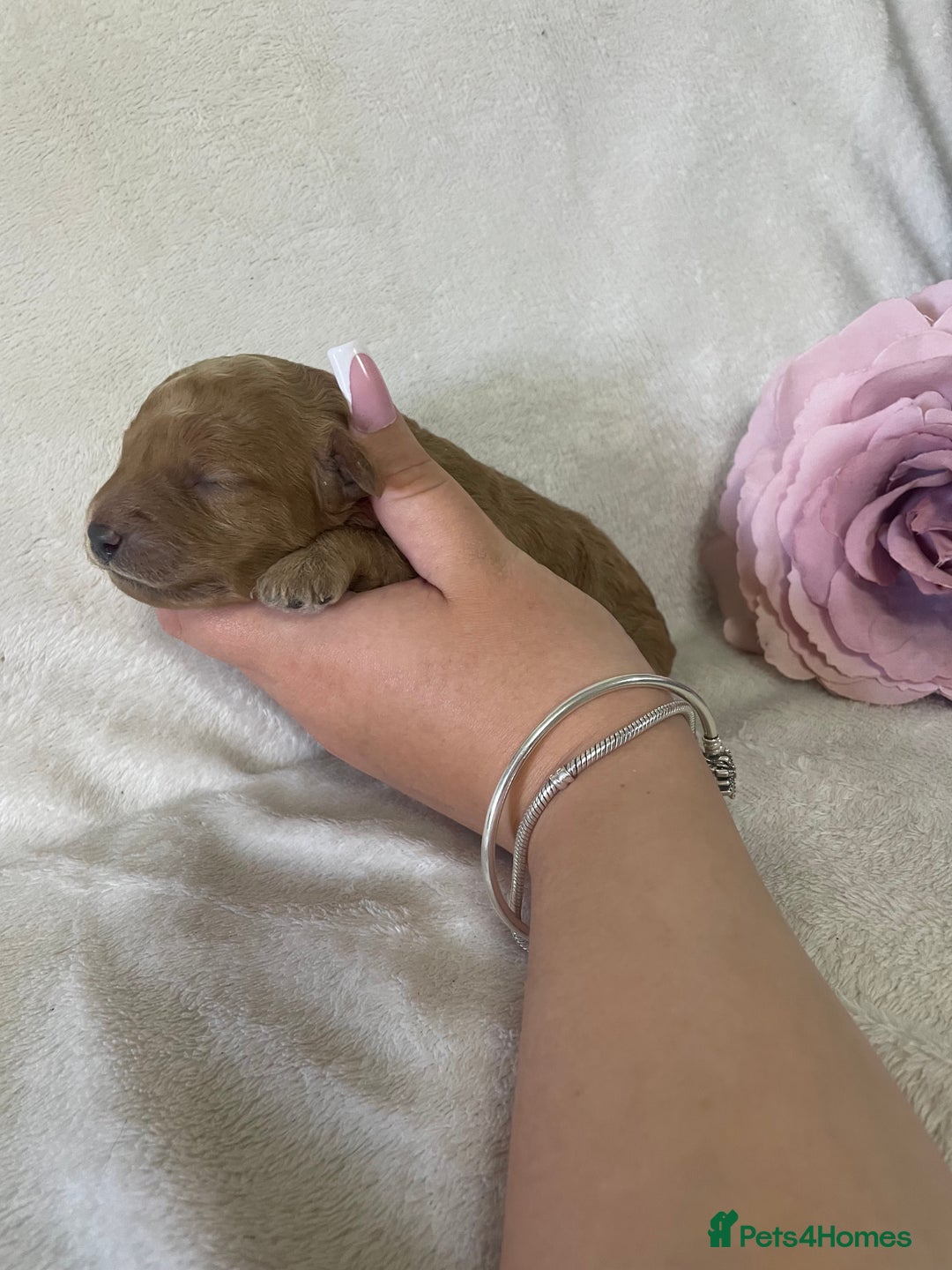 Toy Poodle dogs for sale: Stunning toy poodles  - Image 11