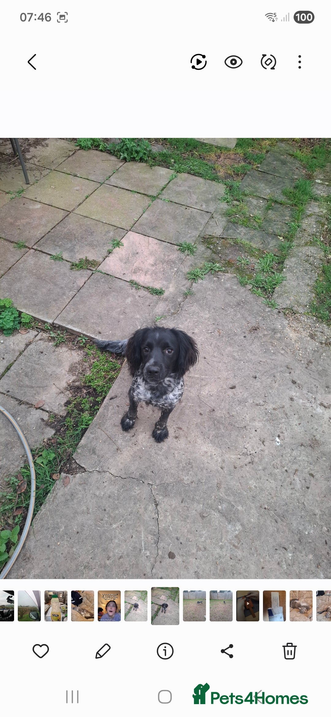 Cocker Spaniel dogs Cocker spaniel, black and blue 10 months old - Advert 3