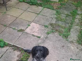 Cocker Spaniel dogs Cocker spaniel, black and blue 10 months old - Advert 3