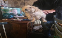 Cavachon dogs for sale: Bichon  - Image 2