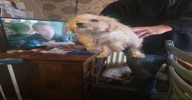 Cavachon dogs - Advert 1