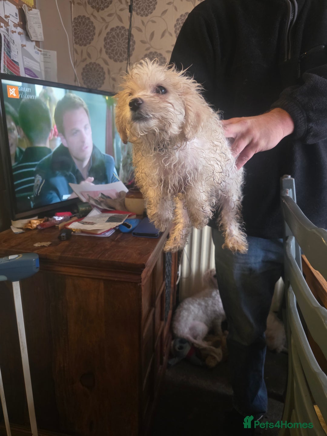 Cavachon dogs for sale: Bichon  - Image 2