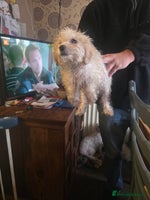 Cavachon dogs - Advert 1