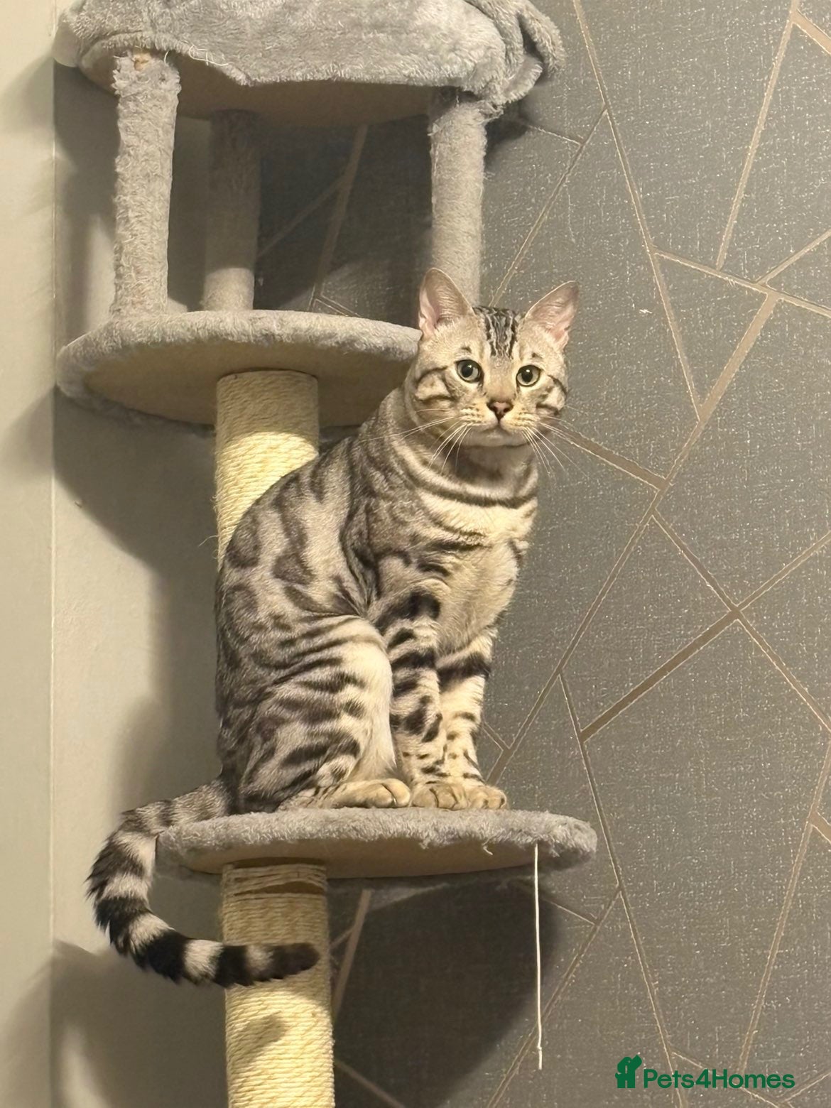 Bengal cats Juicy Jax - Advert 9