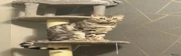 Bengal cats for stud: Juicy Jax - Advert 1