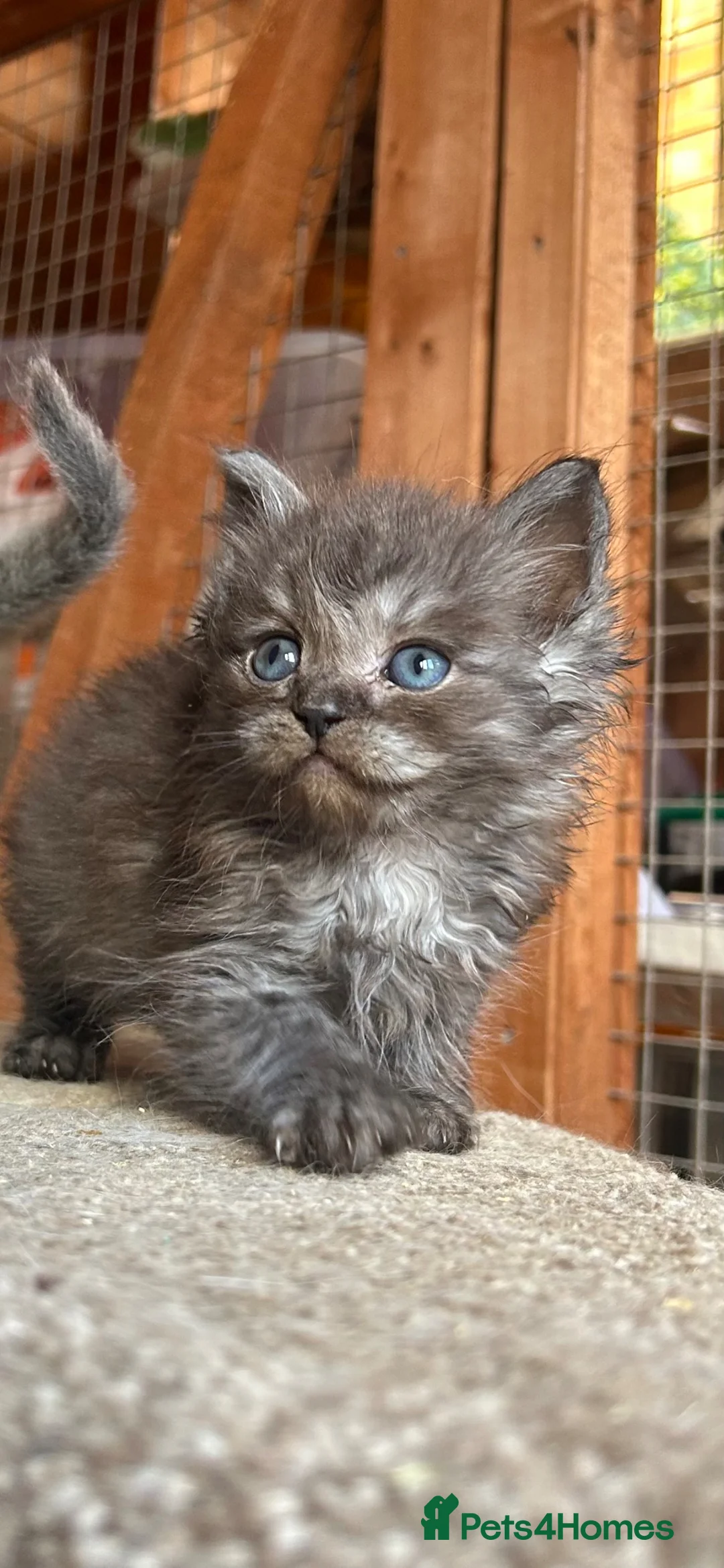 Ragdoll cats for sale: Ragdoll kittens  - Advert 1