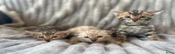 Bengal cats for sale: Perfect Bengal kittens  - Advert 3
