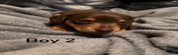 Miniature Dachshund dogs for sale: Chocolate & tan miniature dachshunds  - Advert 12
