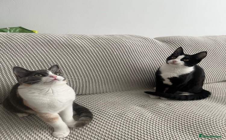 Mixed Breed cats - Advert 2