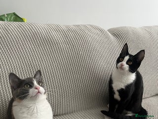 Mixed Breed cats - Advert 4