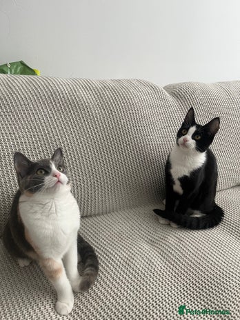 Mixed Breed cats - Advert 12