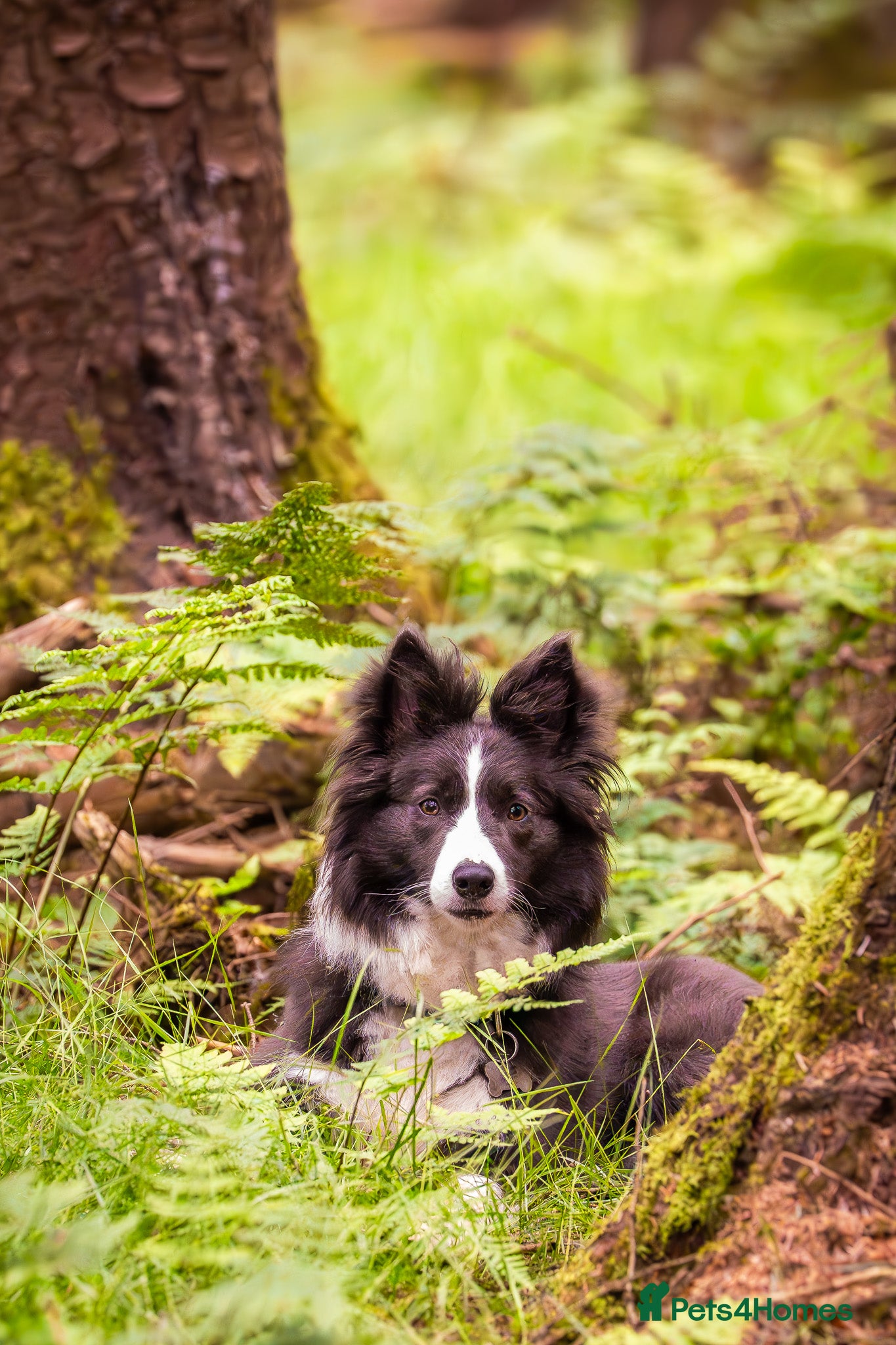 Border Collie dogs KC reg waitinglist LF active sports homes - Advert 4