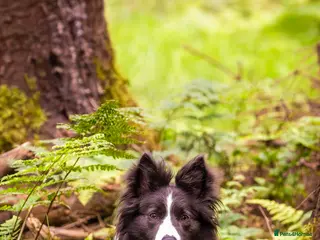 Border Collie dogs KC reg waitinglist LF active sports homes - Advert 4