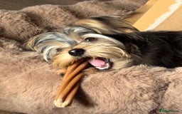 Yorkshire Terrier dogs for sale: Yorkie girl for rehome 🥺 - Image 3