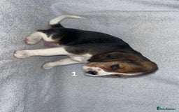 Beagle dogs for sale: Beagle puppies - Image 7