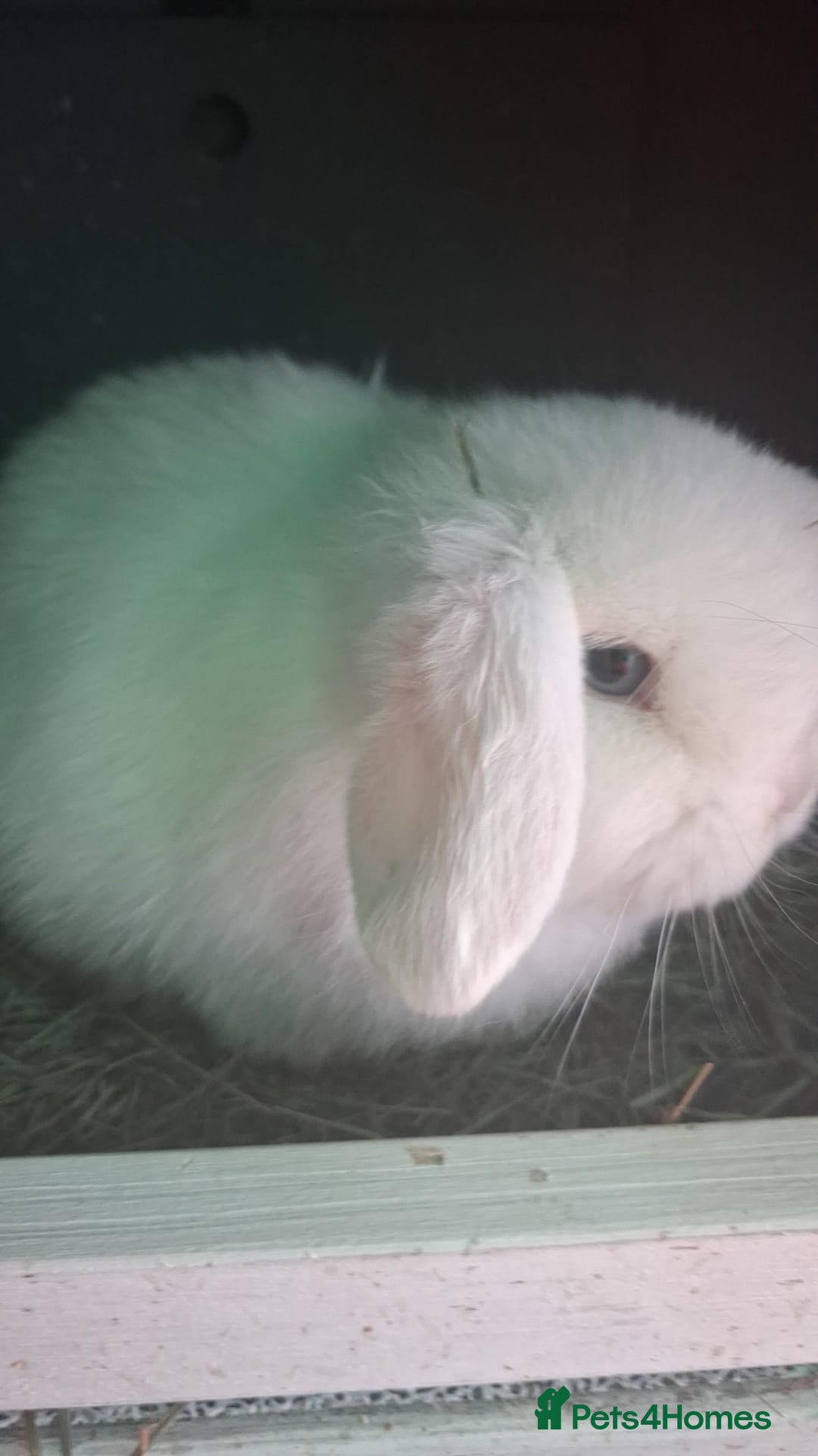 Mini Lop rabbits for sale: LAST 8 week old mini lop for sale  - Advert 1