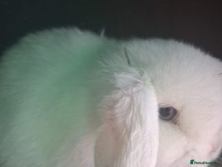 Mini Lop rabbits LAST 8 week old mini lop for sale - Advert 19