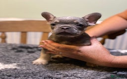 French Bulldog dogs for sale: Stunning healthy French bull dog puppies  - Image 15