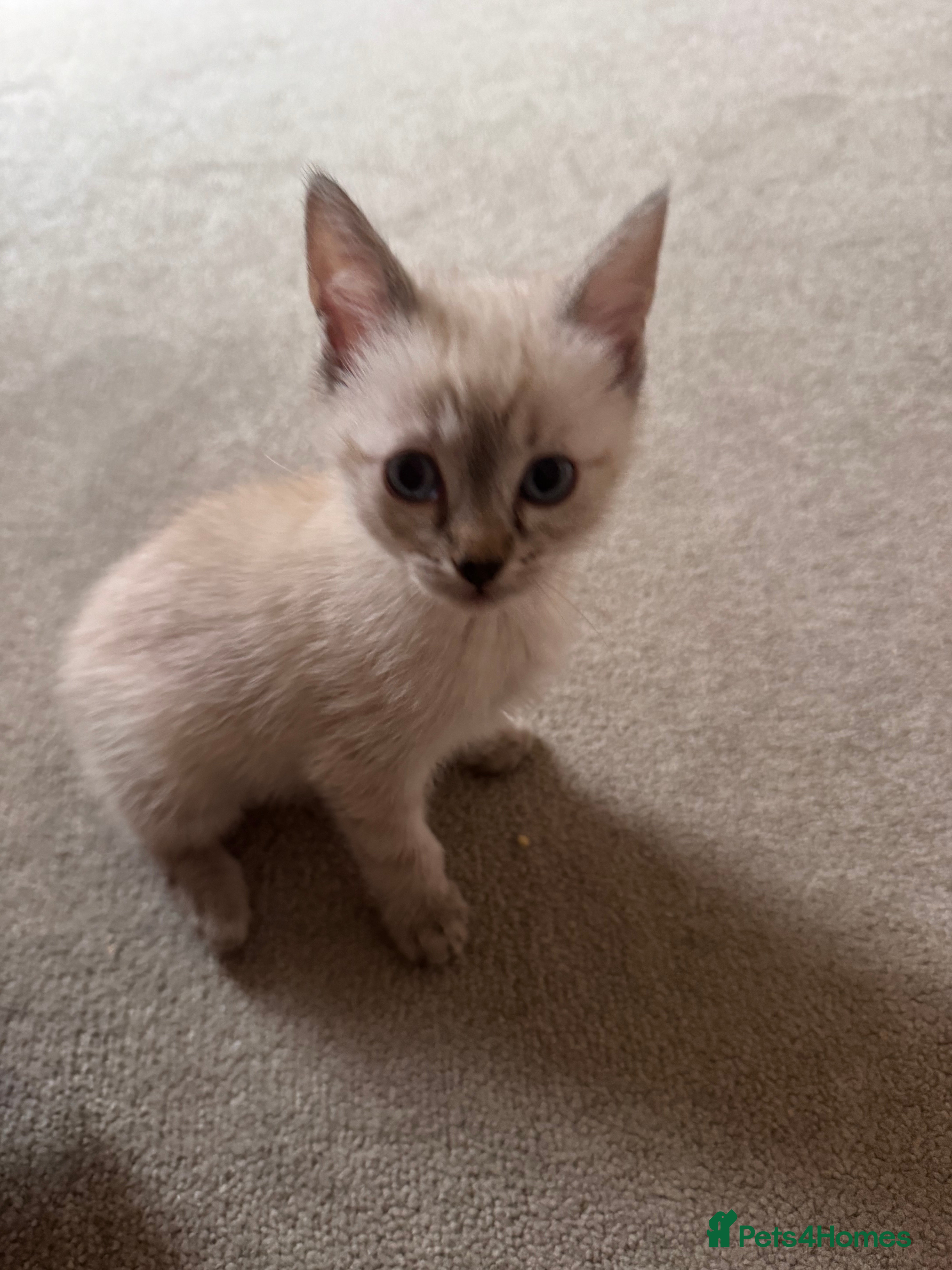 Ragdoll cats ragdoll x bsh - Advert 1