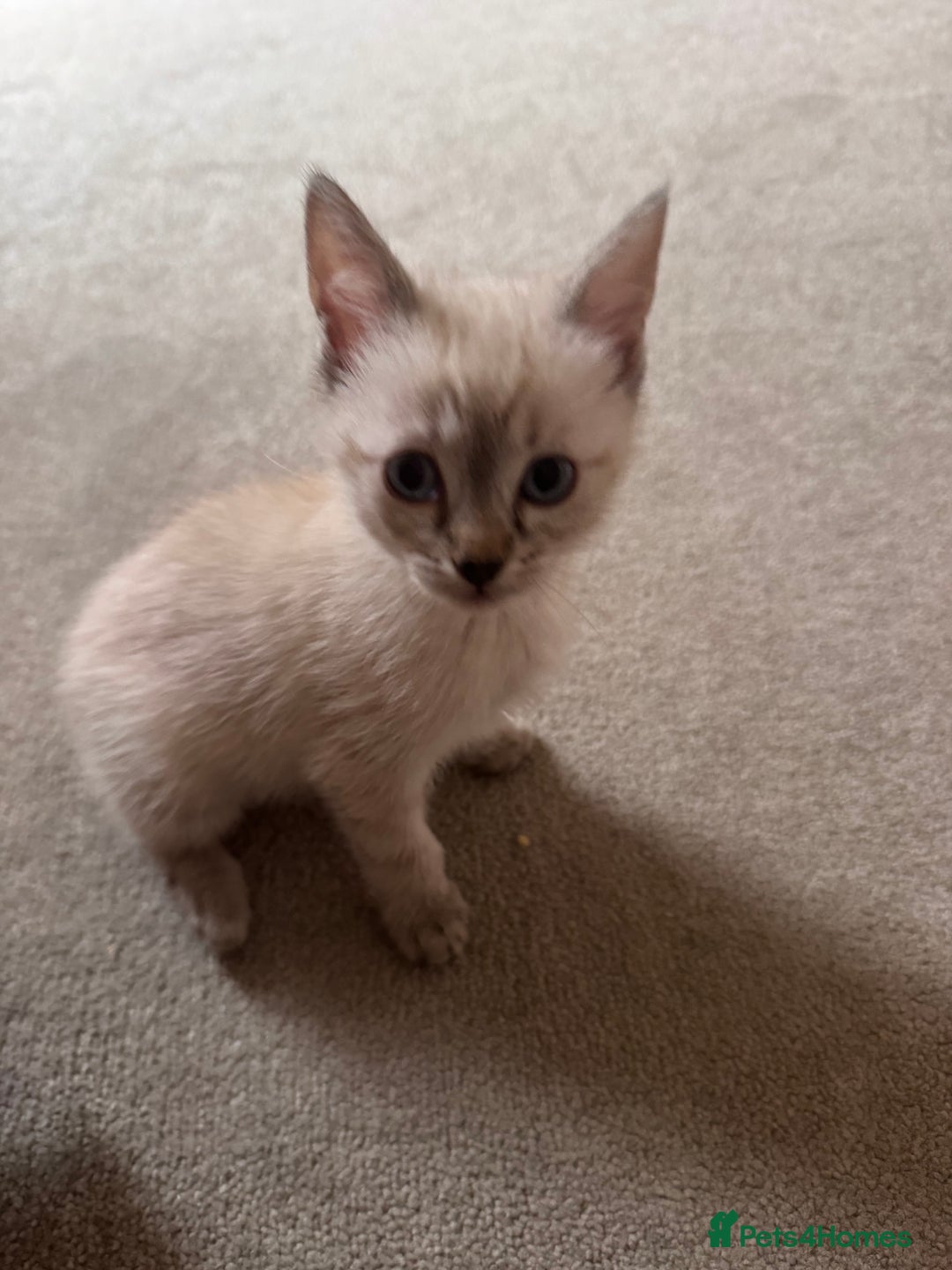 Ragdoll cats for sale: ragdoll x bsh - Advert 1