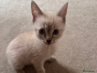 Ragdoll cats ragdoll x bsh - Advert 1