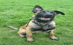 Belgian Shepherd Dog dogs for sale: 5 month old NVBK mali!!  - Image 2