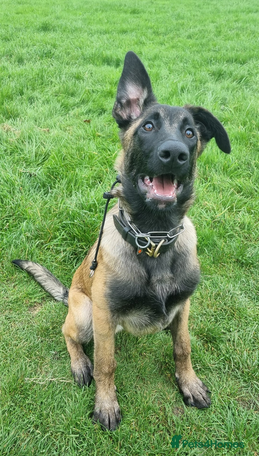 Belgian Shepherd Dog dogs for sale: 5 month old NVBK mali!!  - Image 2