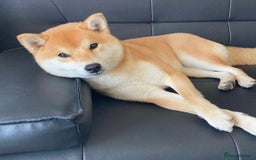 Japanese Shiba Inu dogs for stud: Champion Japanese Line Shiba Inu For Stud - Image 11