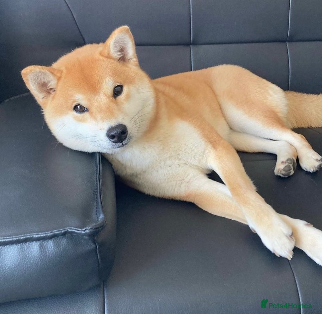 Japanese Shiba Inu dogs for stud: Champion Japanese Line Shiba Inu For Stud - Image 11