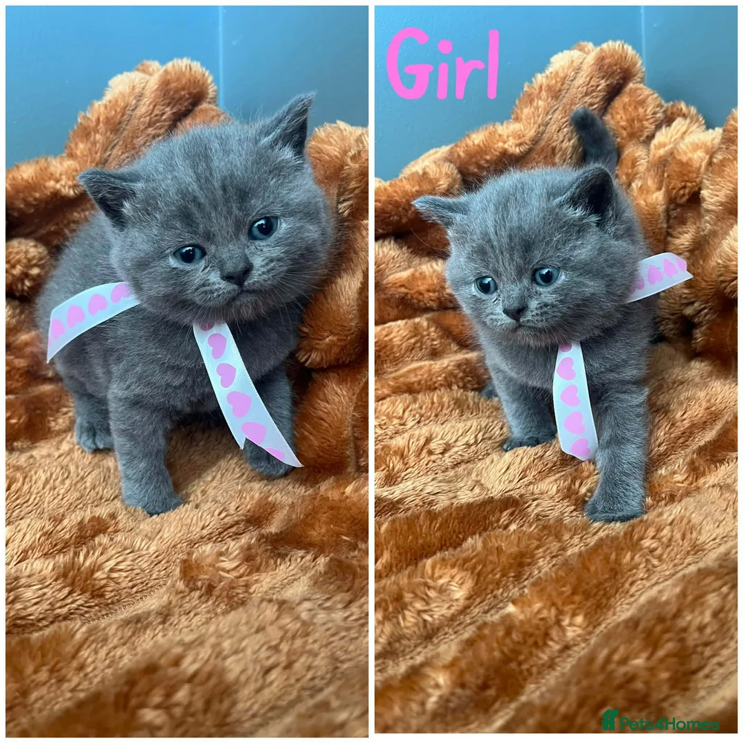 British Shorthair cats for sale: British shorthair  - Advert 5