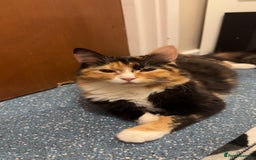 Ragdoll cats for sale: Sweet girl for sale  - Image 2