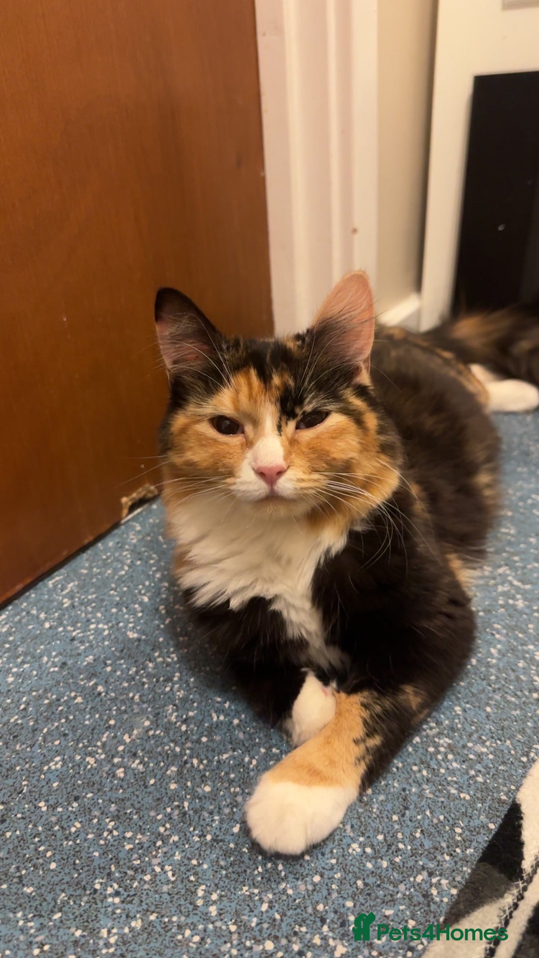 Ragdoll cats for sale: Sweet girl for sale  - Image 2