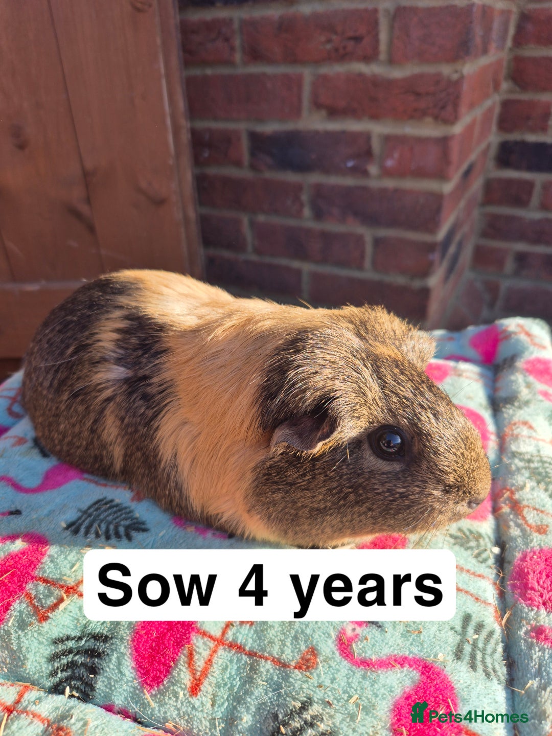 Guinea Pig rodents for sale: Guinea pigs  - Advert 9