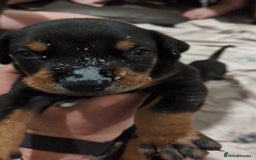 Dobermann dogs for sale: Beautiful doberman puppies ready for foreve homes  - Image 2