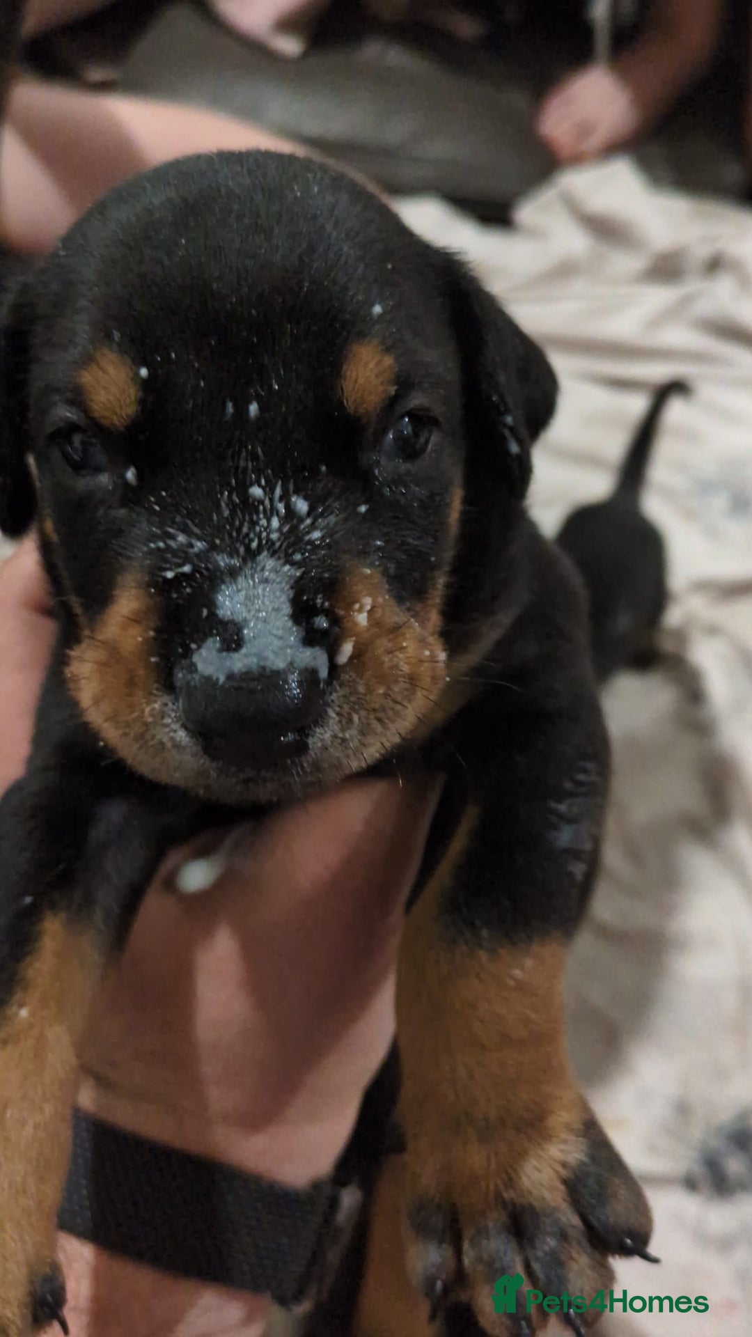 Dobermann dogs for sale: Beautiful doberman puppies ready for foreve homes  - Image 2