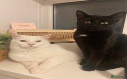 Mixed Breed cats for sale: 3 gorgeous kittens 🖤🤍 - Image 5