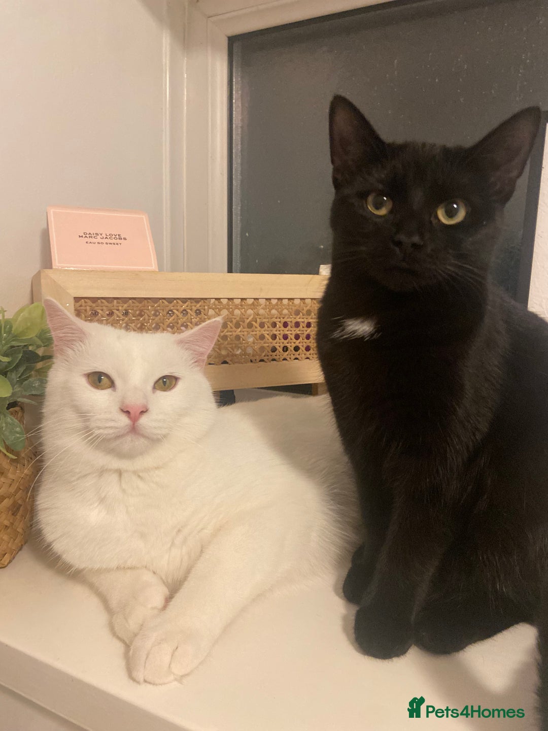Mixed Breed cats for sale: 3 gorgeous kittens 🖤🤍 - Image 5