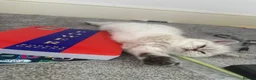 Mixed Breed cats for sale: Female millie in Billericay - Advert 7