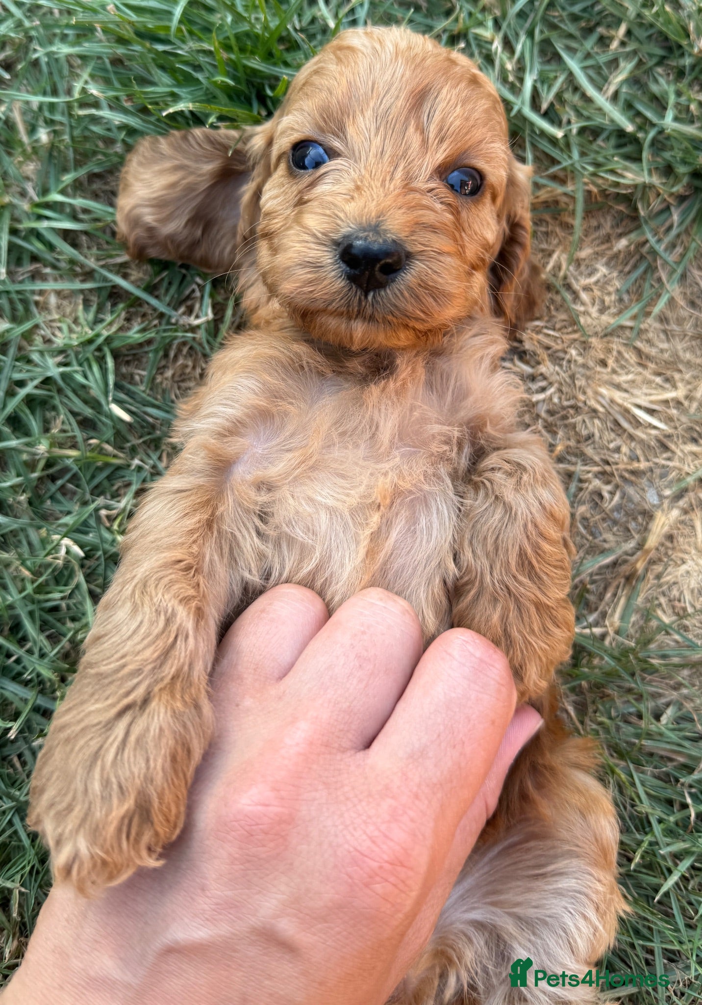 Cockapoo dogs Beautiful litter of Cockapoo Puppys 6 Girls  - Advert 2