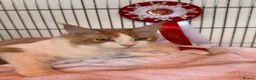 Maine Coon cats for sale: Wonderful Maine Coon kittens from titled  parents - Advert 2
